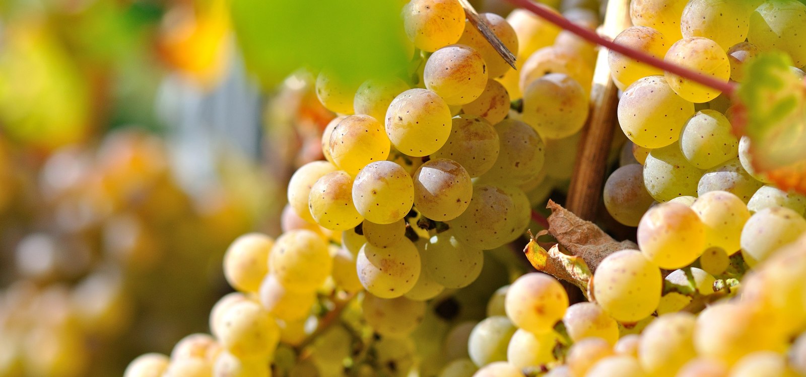 Weingut M&uuml;sel_Trauben