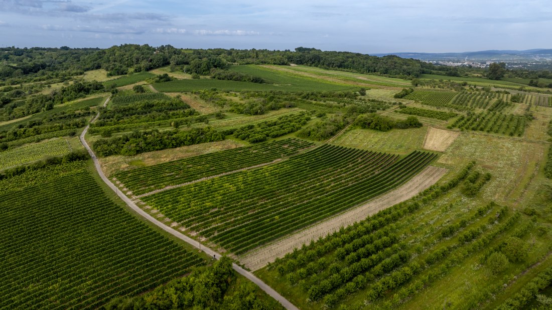 Heidesheimer Gei&szlig;berg, &copy; Torsten Silz