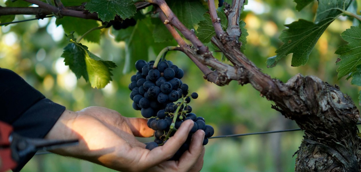 Weingut Eppelmann_Trauben, &copy; Weingut Eppelmann