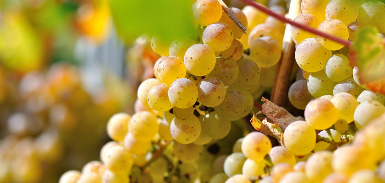 Weingut M&uuml;sel_Trauben