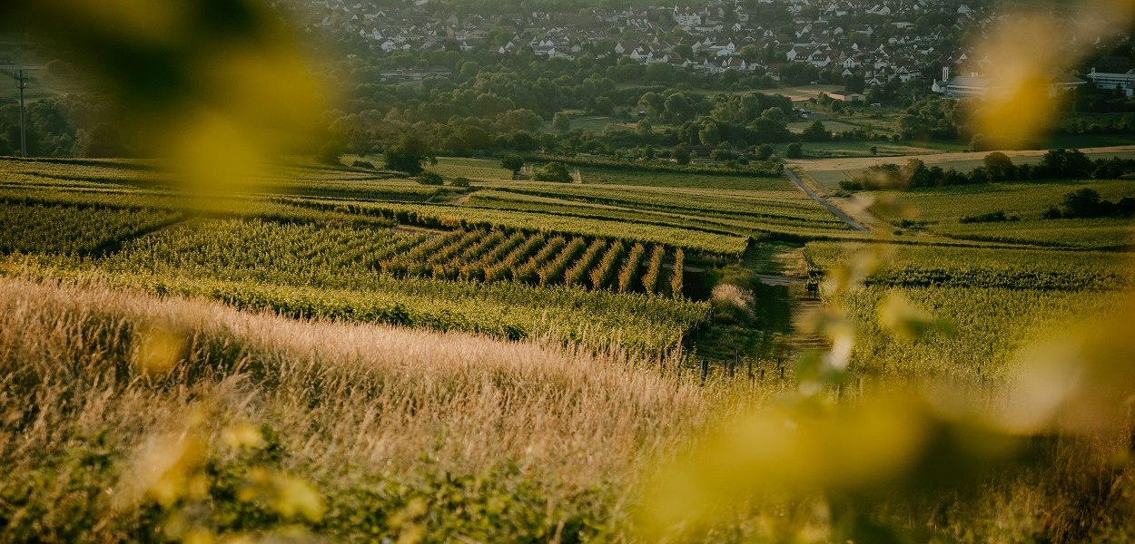Weingut_Finkenauer_Reben