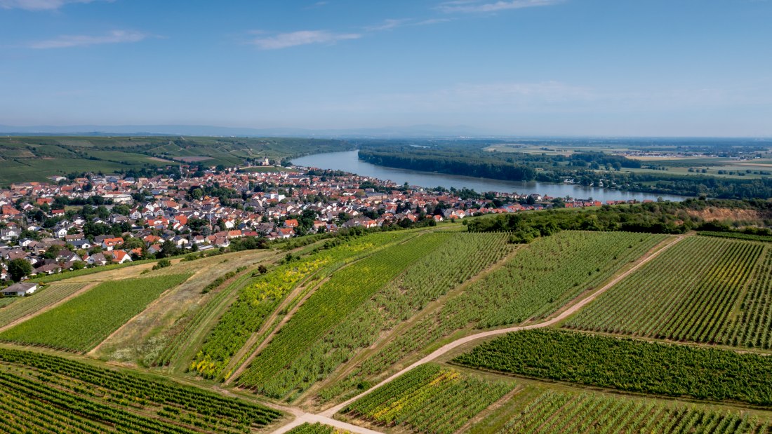 Niersteiner Parterberg-DJI_0222-178, &copy; Torsten Silz