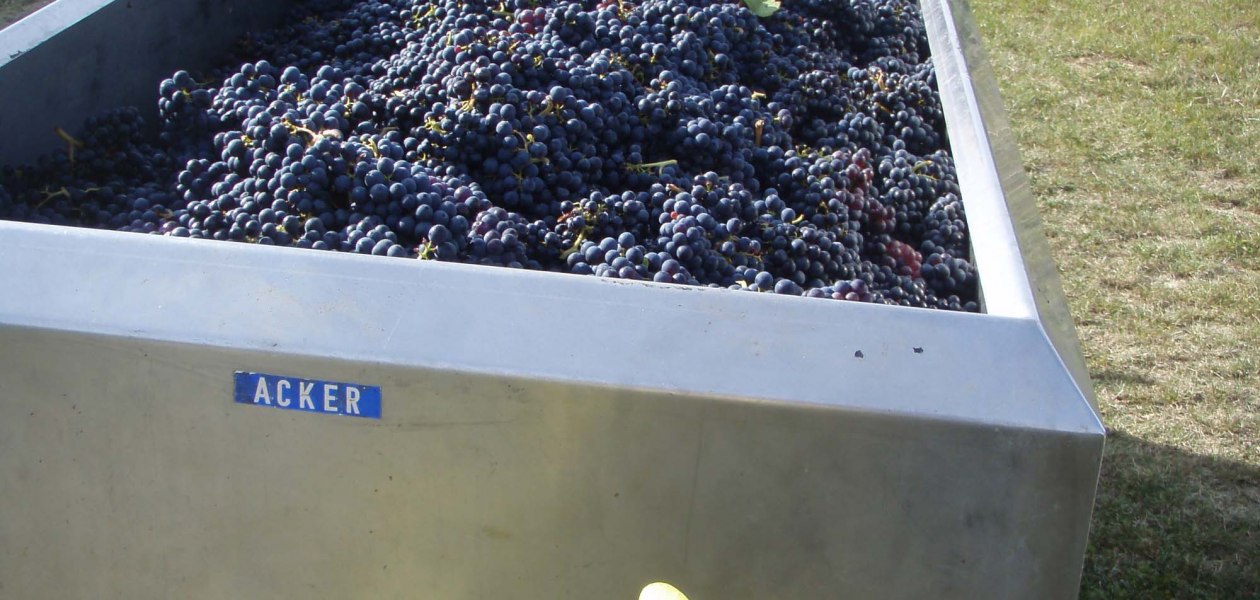 Weingut Wagner_Ernte, &copy; Weingut Wagner