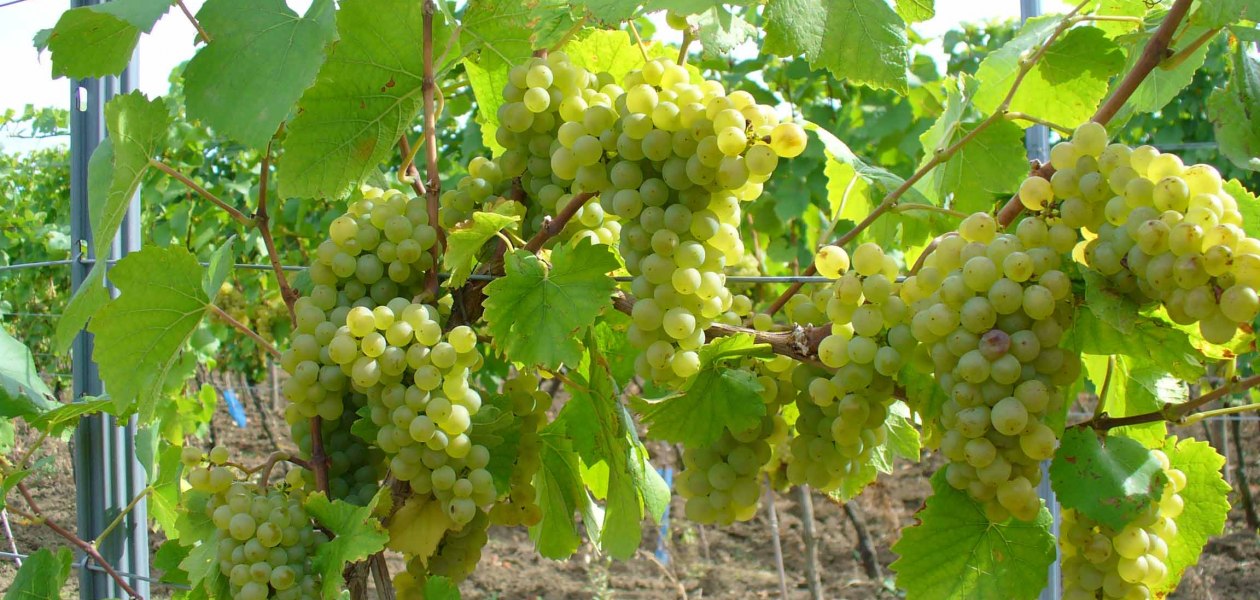 PFAFF WEINE_Wei&szlig;e Trauben, &copy; PFAFF WEINE
