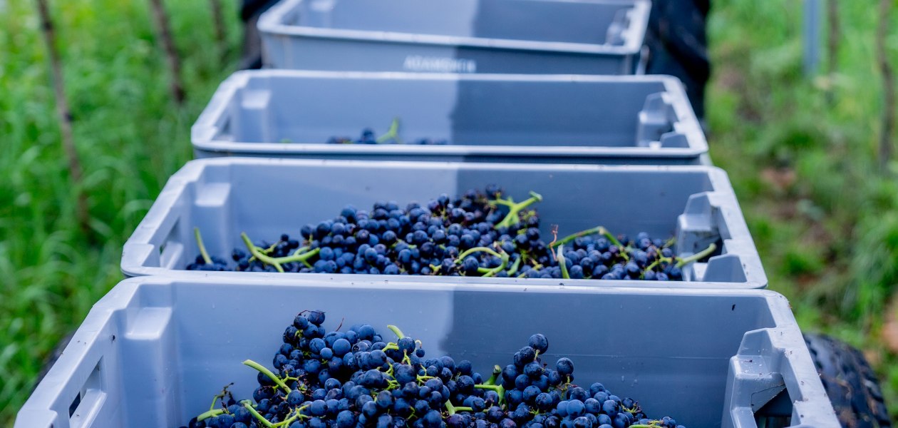 Weingut Adams_Trauben, &copy; Weingut Adams