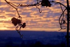 Abendliche Krimiwanderung, © Weingut Wagner