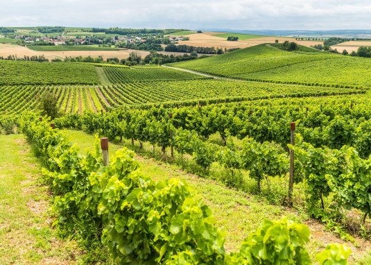 Rheinhessische Weinberge © Rheinhessen Touristik, Dominik Ketz