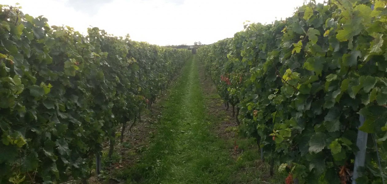 Weingut Klein_Weinreben, &copy; Weingut Klein