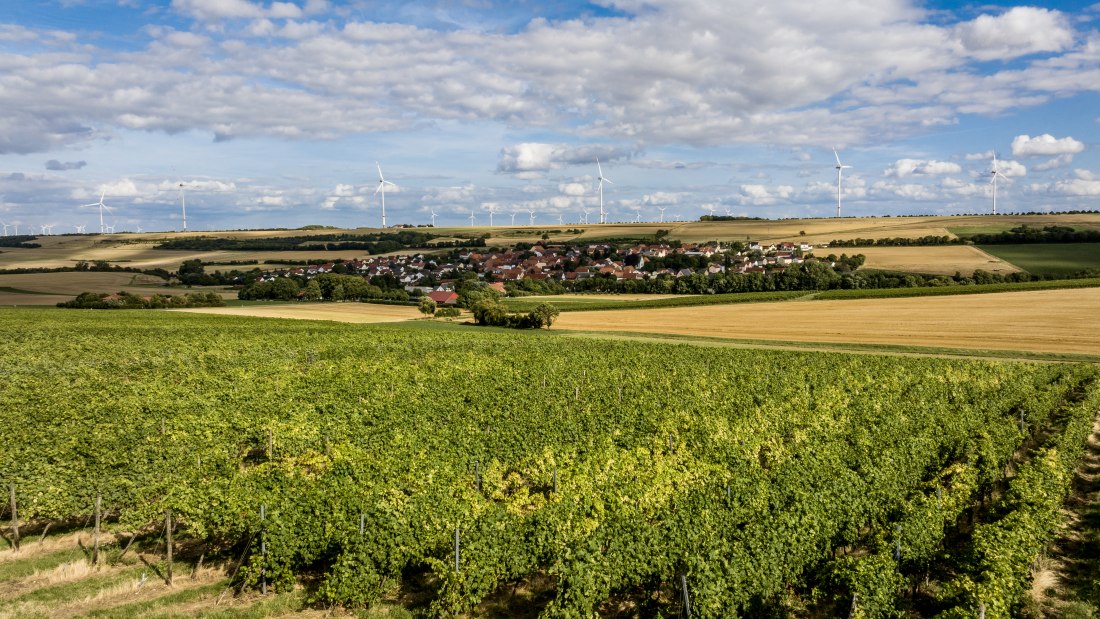 Mauchenheimer Sioner Klosterberg