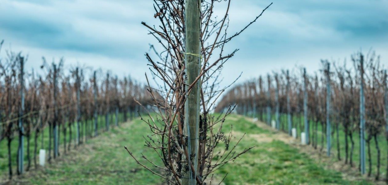 Weingut Georg Mahn_Weinrebe 2, &copy; Weingut Georg Mahn