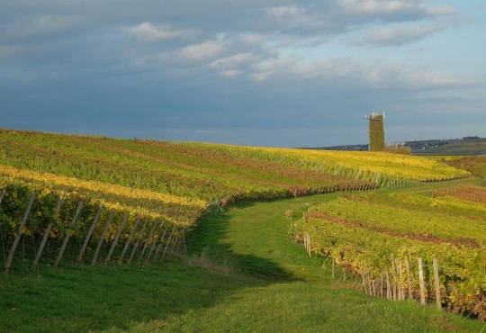 Herbst weinberge, &copy; M&uuml;ller-Steinbrecht