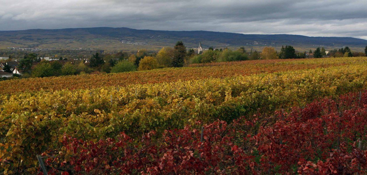 J. Neus_Reben, &copy; Andreas Durst