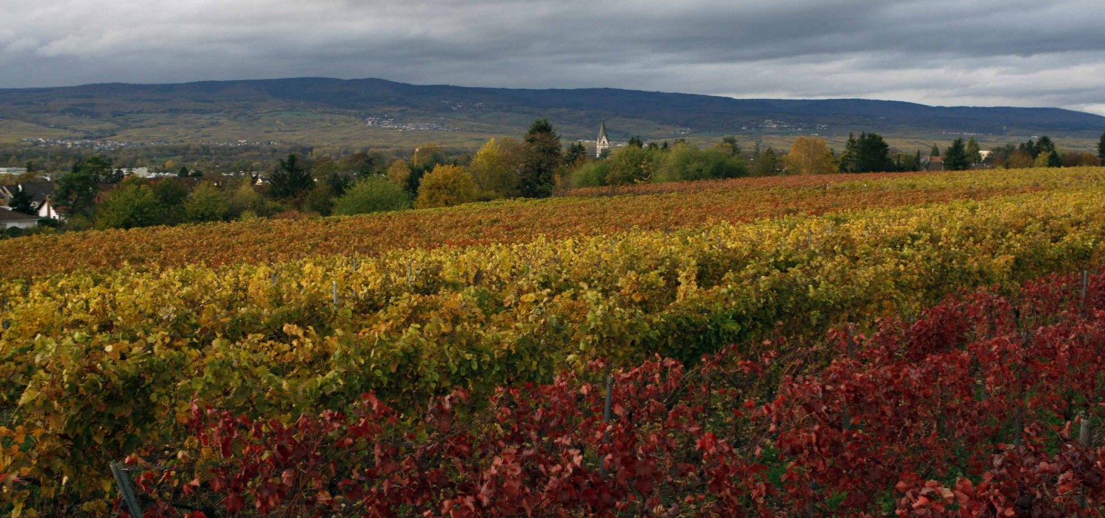 J. Neus_Reben, &copy; Andreas Durst