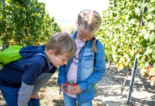 „hiwwelsack für hiwwelgucker“, © Rheinhessen Touristik GmbH