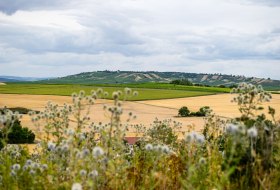 landschaft