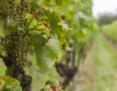 Weingut Freitag_Weinrebe, © Weingut Freitag