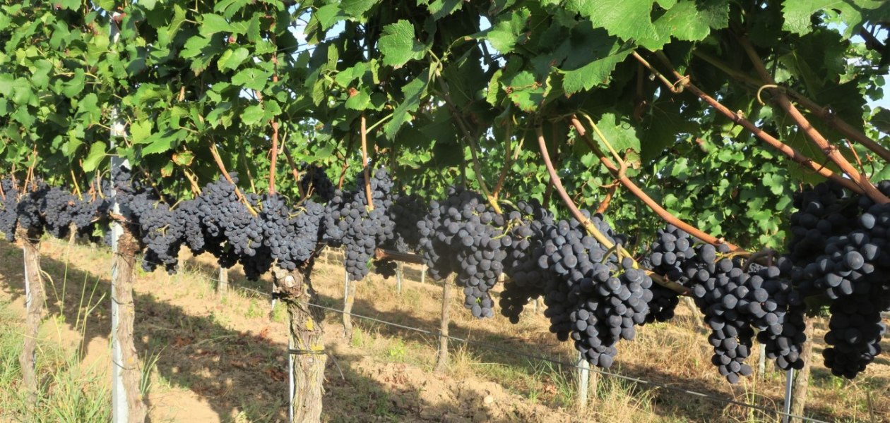 Weingut Br&uuml;hler Hof_Fruehburgunder, &copy; Weingut Br&uuml;hler Hof