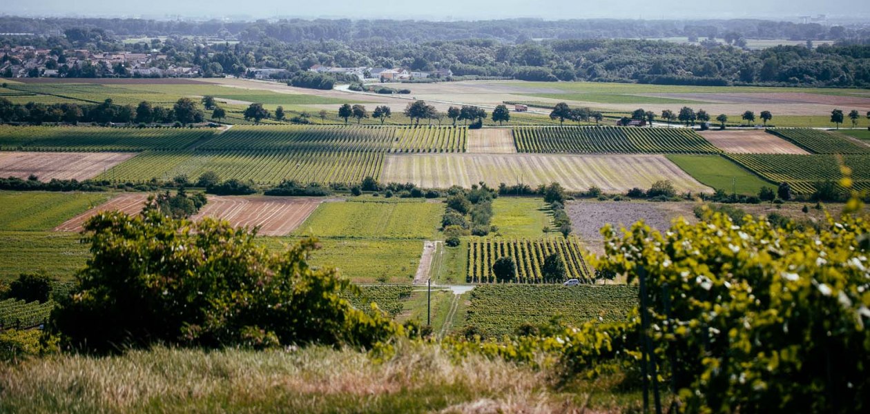 Weingut Listmann_Weinbergerheinterrasse, &copy; Weingut Listmann
