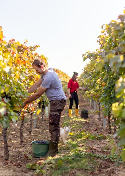 Weingut Eckert_Traubenlesen, &copy; Weingut Eckert
