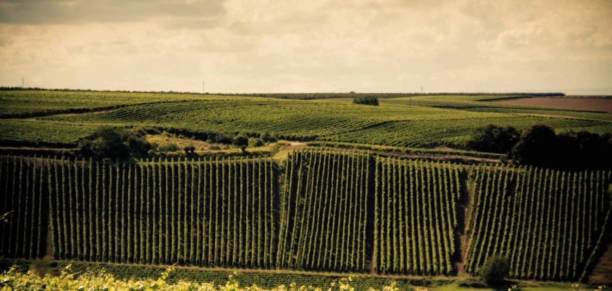 Weingut Espenhof_Weinreben, &copy; Weingut Espenhof