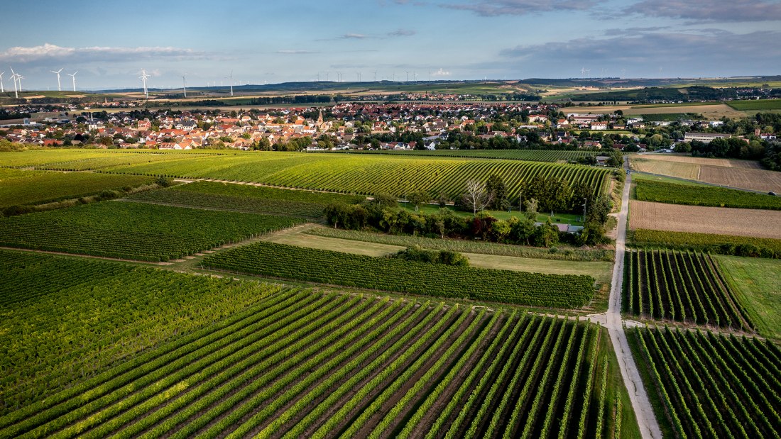 W&ouml;llsteiner &Ouml;lberg