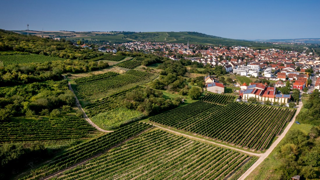 Gau-Algesheimer Steinert