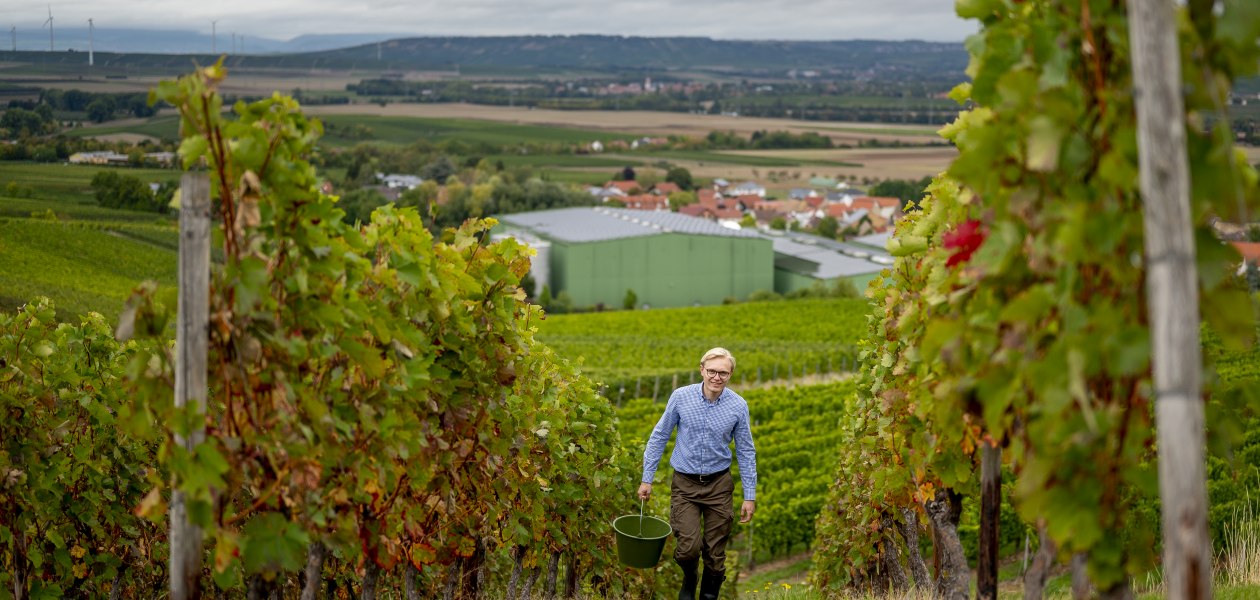 J. Trautwein feine Weine_Reben, &copy; Fotografie Torsten Silz