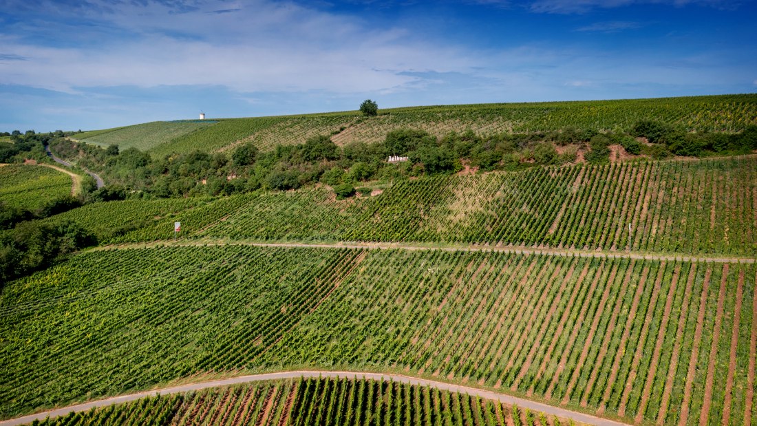 Niersteiner &Ouml;lberg