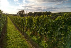 Schornsheim Weinberge &copy; Heiko Schmittbetz, Schornsheim