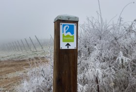 Hiwweltour Saulheim &copy; Rheinhessen Touristik