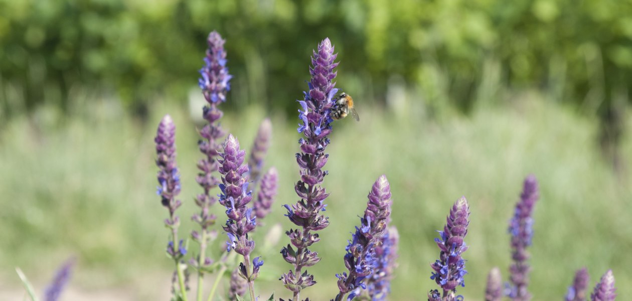 Weingut Rettig_Pflanzen, &copy; Weingut Rettig