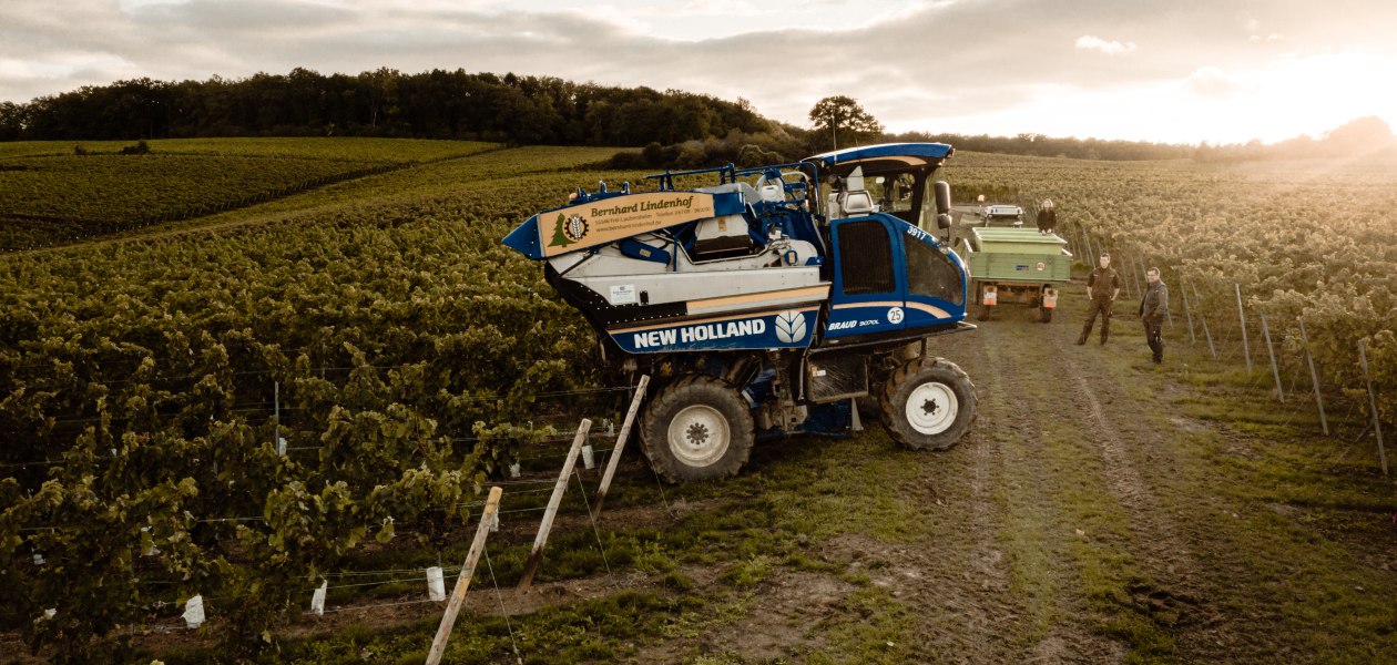 Weingut Breitenbach Merlot Lese 29.09.2019-7, &copy; Weingut Breitenbach