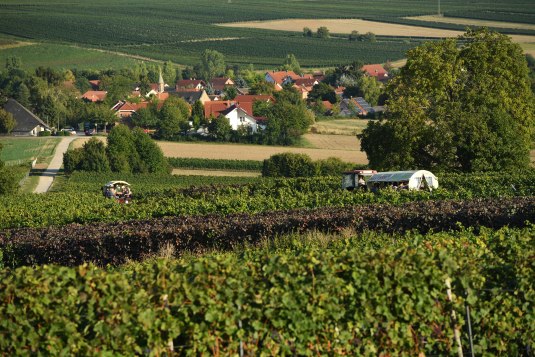 Rheinhessen Mitte