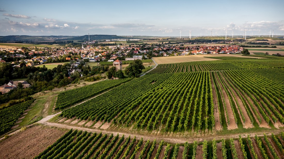 W&ouml;llsteiner &Ouml;lberg