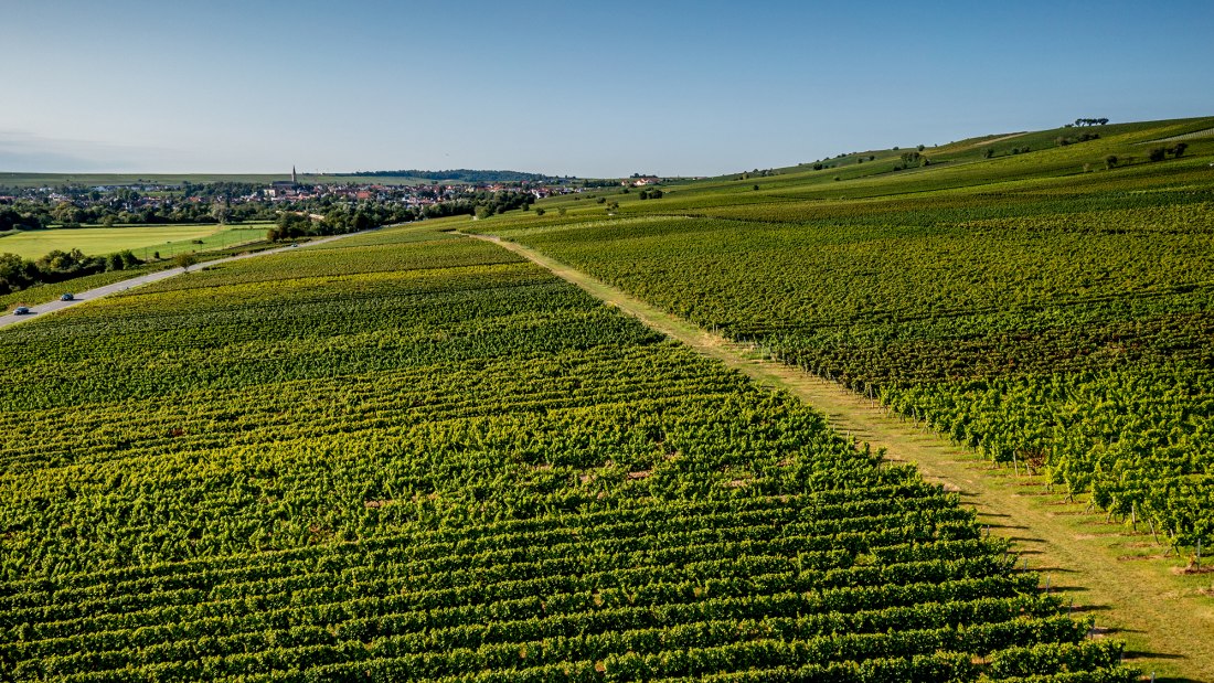 Bodenheimer Mönchspfad