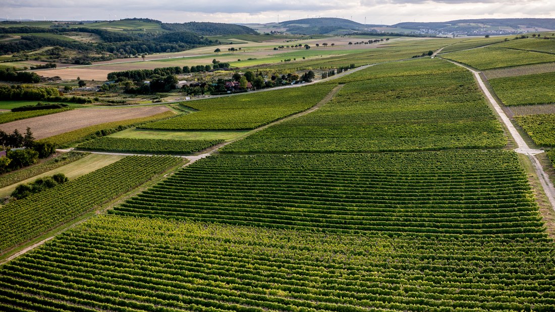 W&ouml;llsteiner &Auml;ffchen