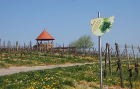 Weinbergsturm &copy; Westenberger