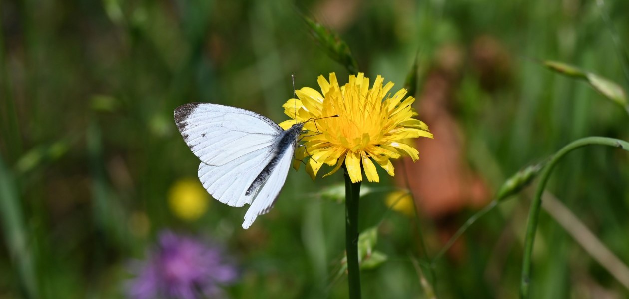 Weingut Jung & Knobloch_Wiese, &copy; Weingut Jung & Knobloch