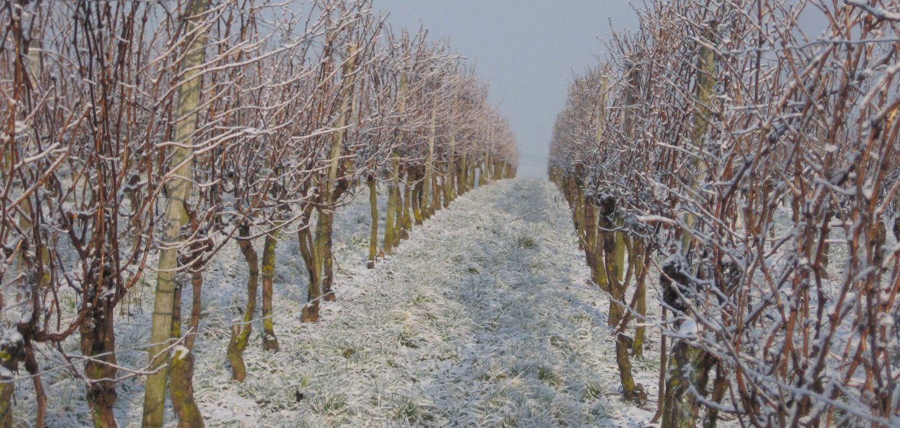 Weingut Wagner_Eeinberge-im-Schnee, &copy; Weingut Wagner
