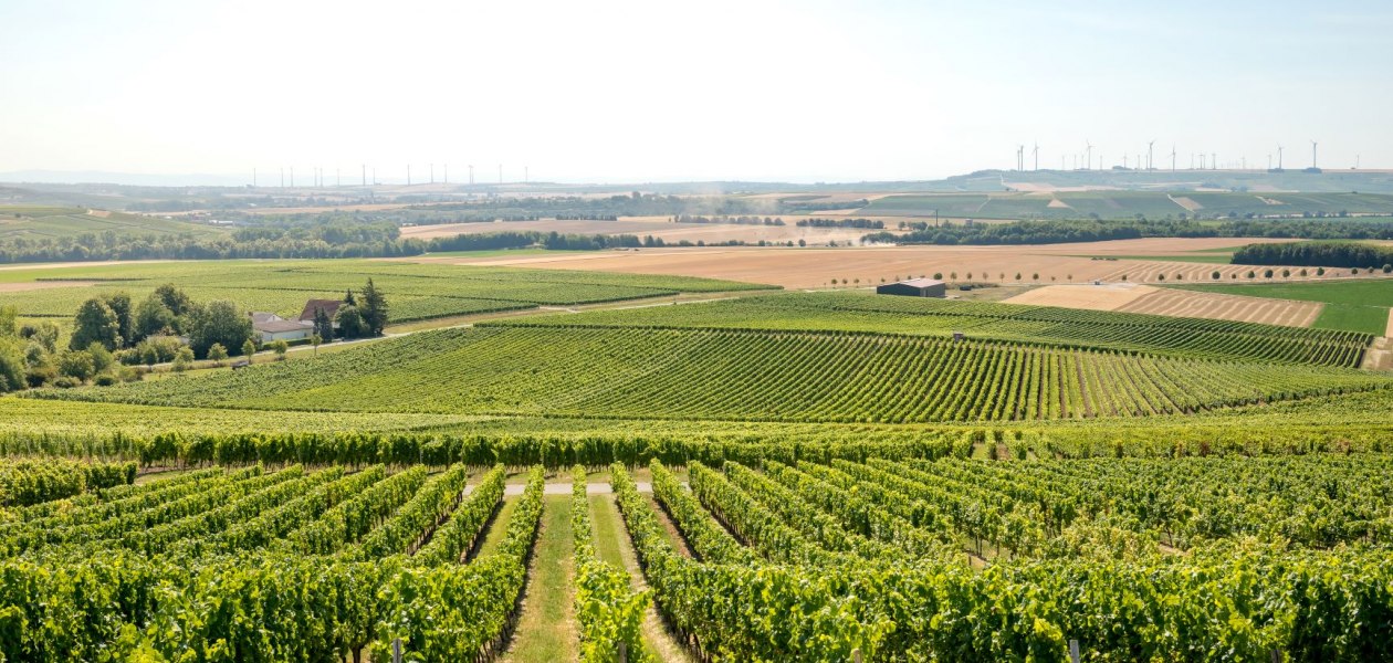 Weingut Schmitt_Weinreben, &copy; Weingut Schmitt