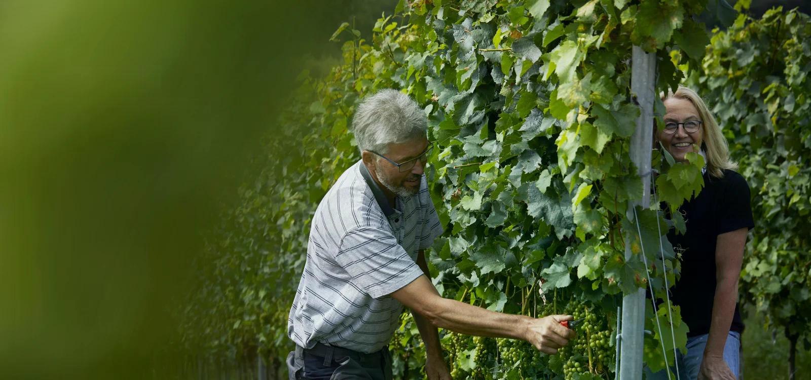 Weingut Posthof Doll &amp; G&ouml;th, &copy; Weingut Posthof Doll &amp; G&ouml;th