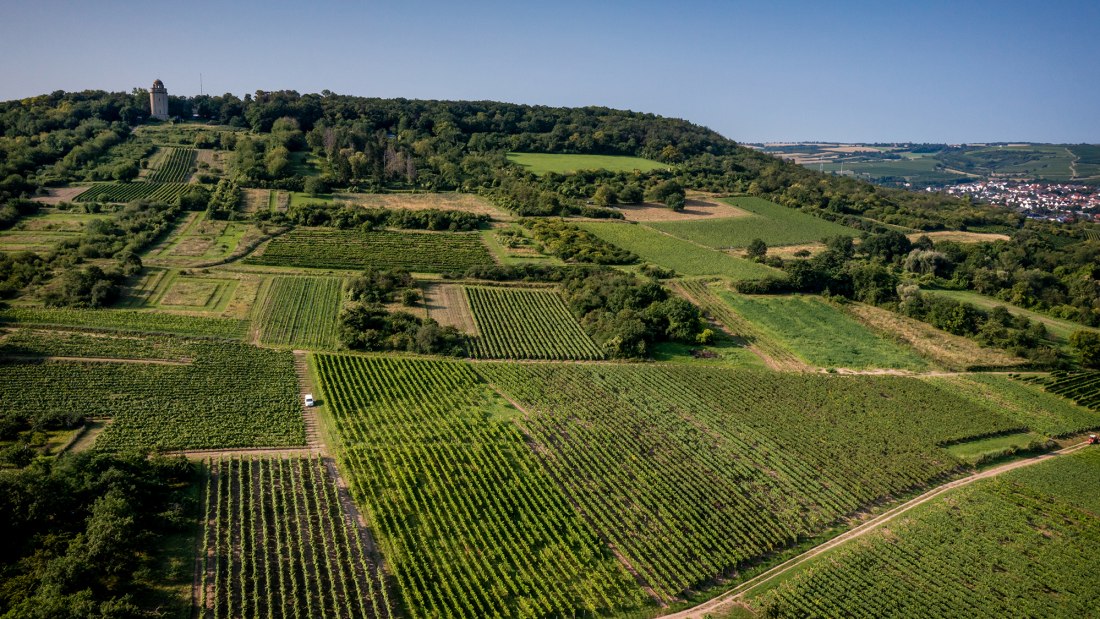 Gau-Algesheimer Steinert