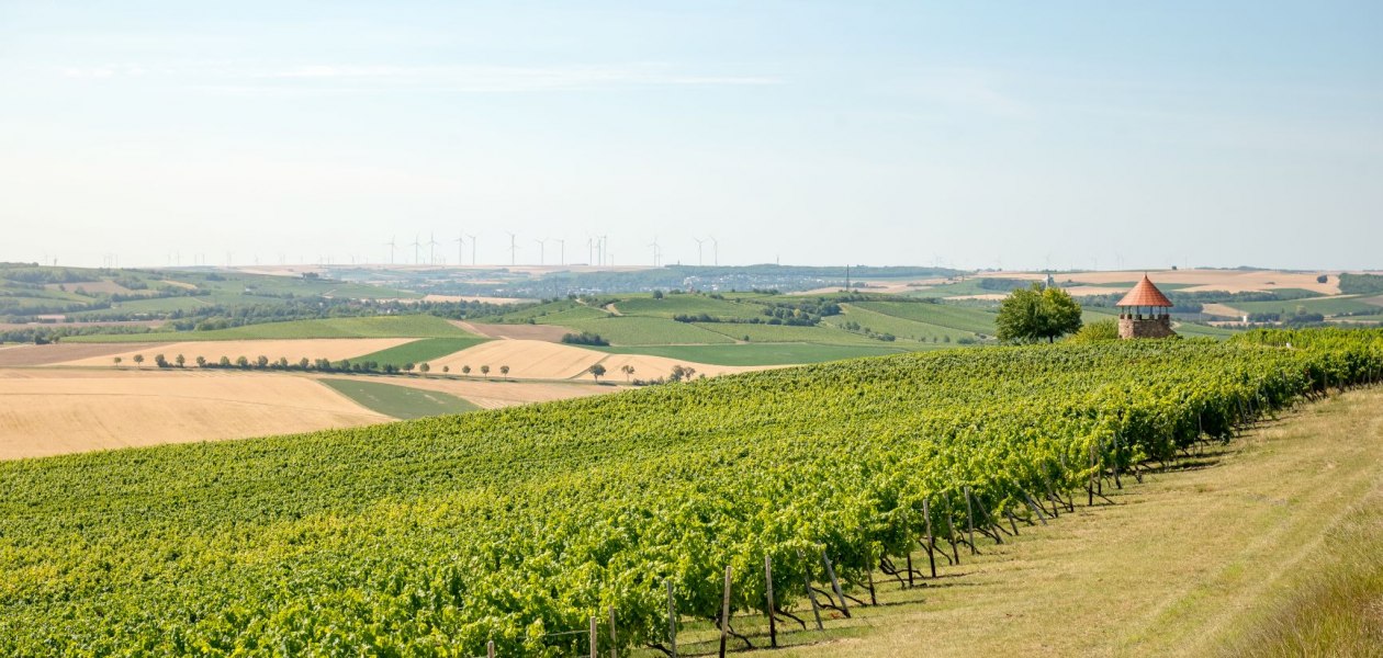 Weingut Schmitt_Weinreben 2, &copy; Weingut Schmitt