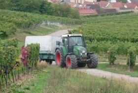 Weinbergsrundfahrt Weingut P.Zimmermann © Weingut P.Zimmermann