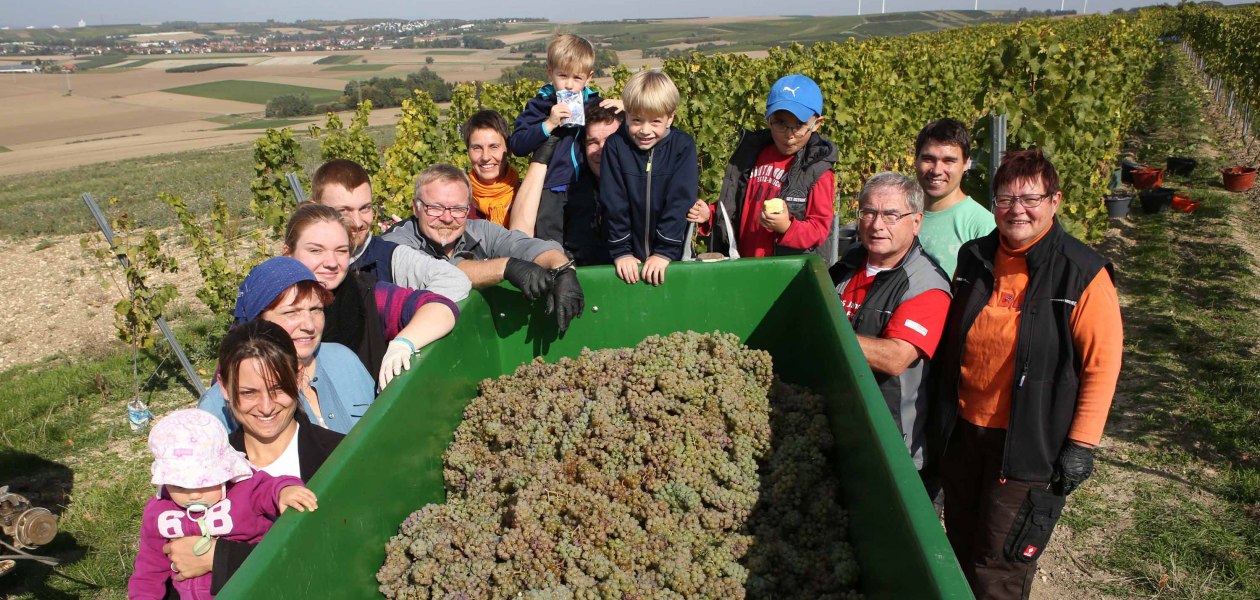 Weingut Becker_Weinlese, &copy; Weingut Becker