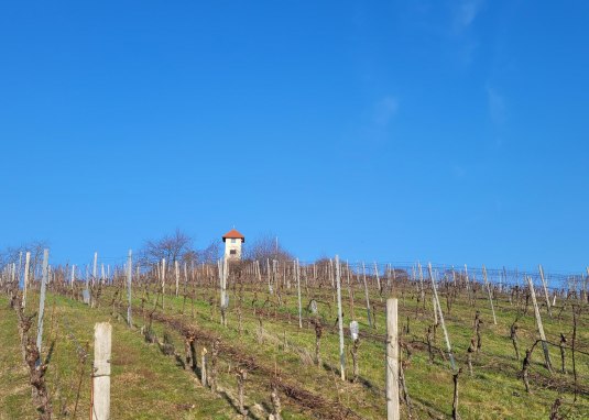 Aussicht Hiebergturm &copy; Tourismus GmbH "Im  Herzen Rheinhessens"