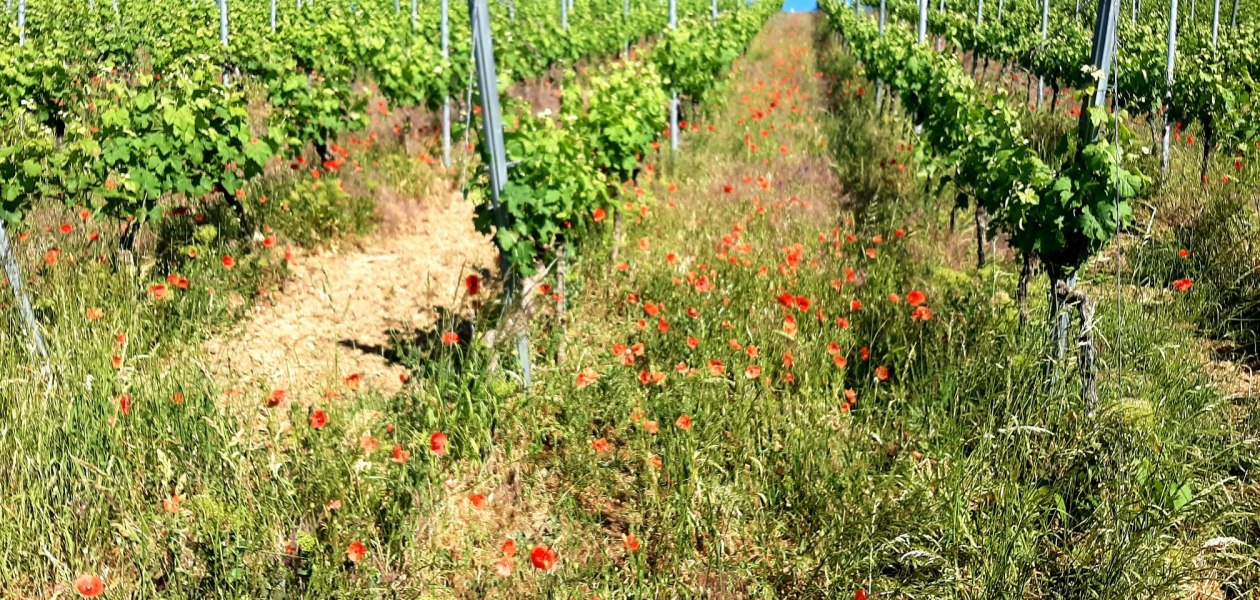 Weingut Ke&szlig;ler_Weinberg, &copy; Weingut Ke&szlig;ler