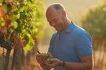 Weingut Dr. Koehler_Christian Drei&szlig;igacker, &copy; Weingut Dr. Koehler