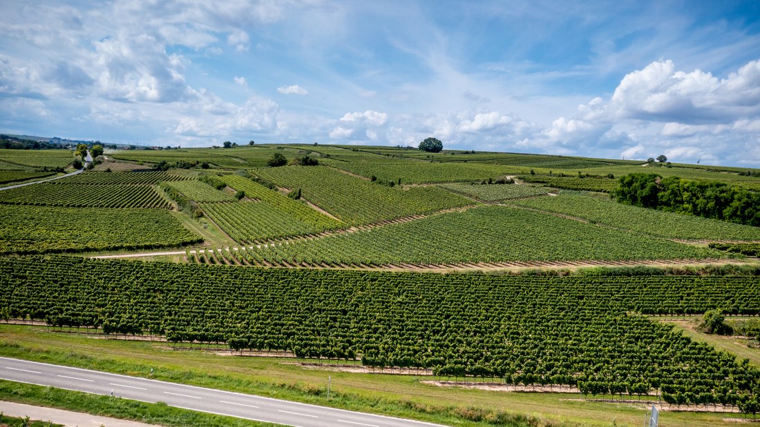 Bechtheimer Geyersberg