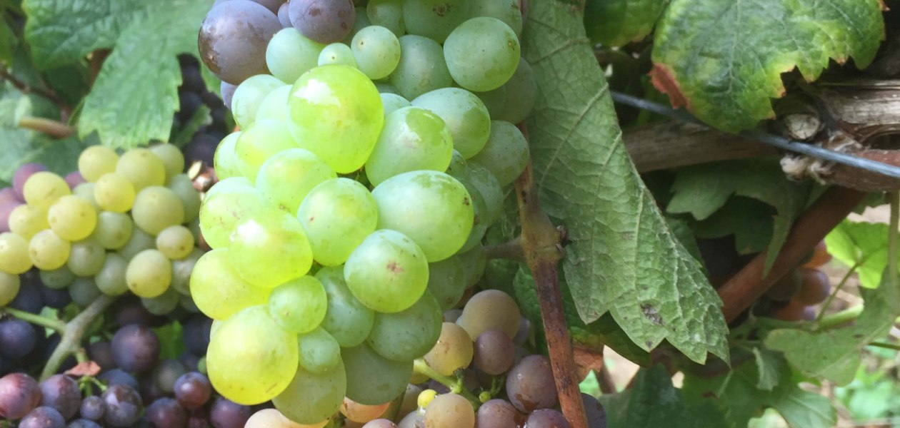 Weingut Tobias Hahn_Trauben 2, &copy; Weingut Tobias Hahn